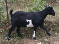 JFH Ringer